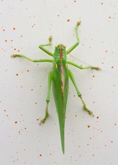 An Acridomorpha green insect in close up