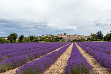 Fototapeta na wymiar Landscape with vibrant purple Lavender field and typical village of Southern France in distance at blooming season