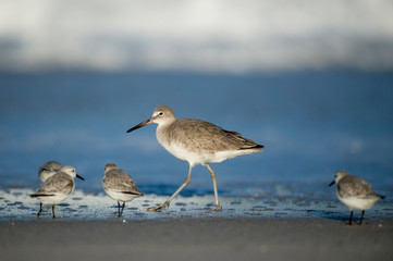 A Willet walks along a shoreline with Sanderlings around it in the soft sunlight with blue water and crashing waves behind.