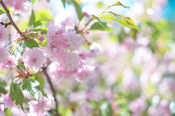 Sakura