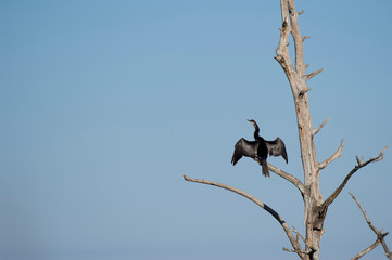 An Anhinga perched in a dead tree with its wings spread as it dries in the bright sun with a blue sky background.