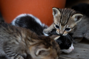 Gatitos