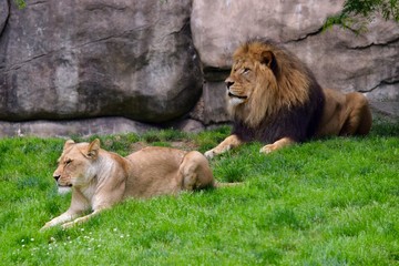 lion and lioness keeping watch