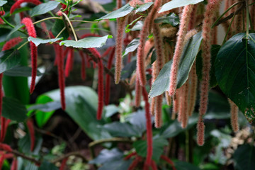 chenille plant Acalypha hispida with long fuzzy flowers