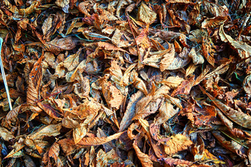 Background of autumn leaves. Colorful autumn background.