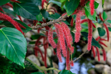 chenille plant Acalypha hispida with long fuzzy flowers