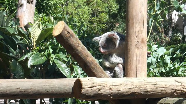 Cute Koala bear sitting on branch