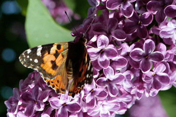 Spring, lilacs and butterflies / Ankara / Turkey