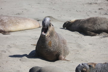 Elephant seal