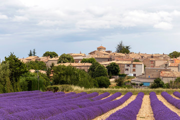 Plakat Landscape with vibrant purple Lavender field and typical village of Southern France in distance at blooming season