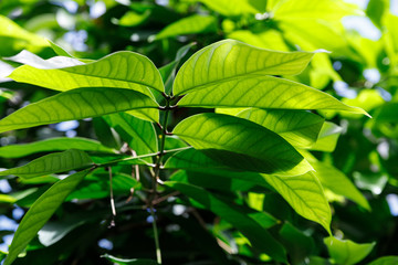 The green leaves are natural, look and feel calm and comfortable.
