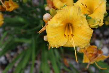 Yellow Flower
