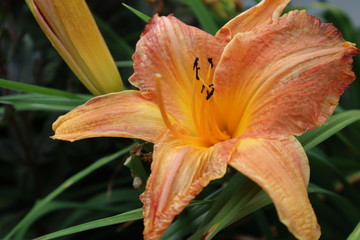 orange lily in garden