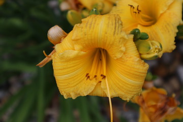 yellow flower