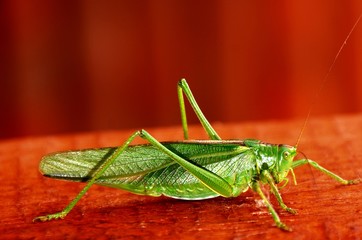 An Acridomorpha green insect in close up