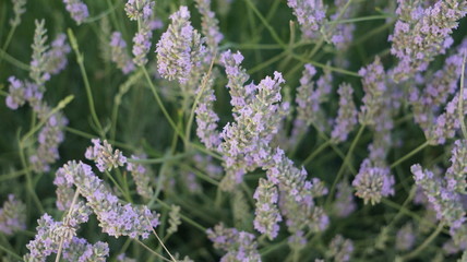 Lavendel