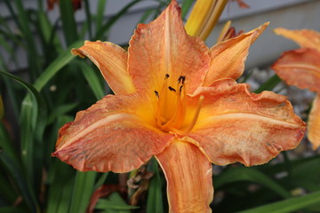 orange lily in the garden