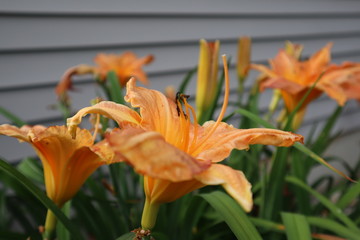 orange lily in garden