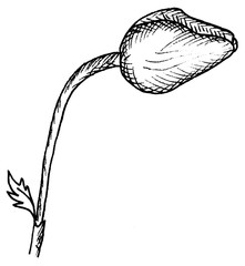 hand-drawn graphic drawing of a poppy bud