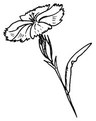hand-drawn graphic drawing of a field carnation flower