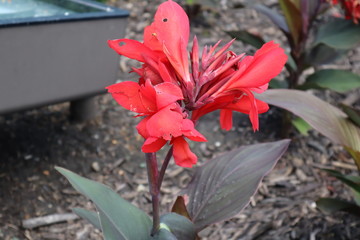 flowers in the garden