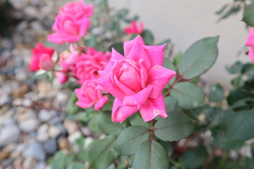 flowers in the garden