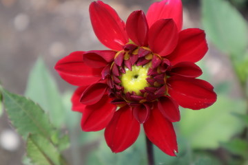red flower in the garden