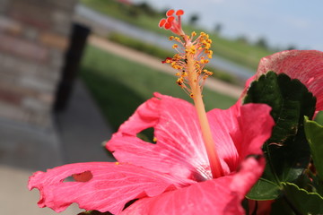red hibiscus flower