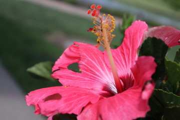 red hibiscus flower