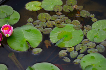green lotus leaves on pond