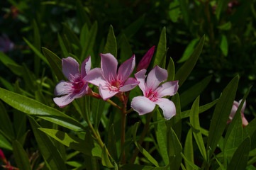 Oleander
