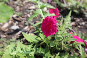 red flower in the garden