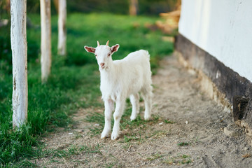 Obraz premium white goat on green grass