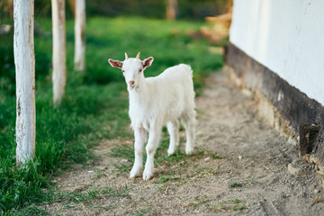 white goat on green grass