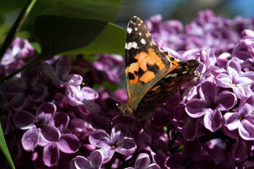 Spring, lilacs and butterflies / Ankara / Turkey
