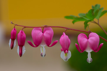 Asian bleeding-heart , pink flower