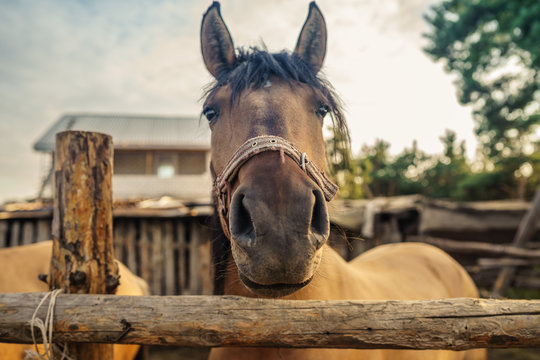 Beautiful brown horse in the paddock. Portrait of a horse.