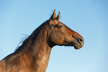 Obraz na płótnie Canvas Portrait eines braunen Pferdes