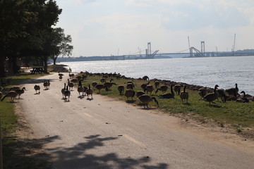 Group of geese