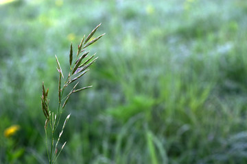 Single tall grass with dewy morning field