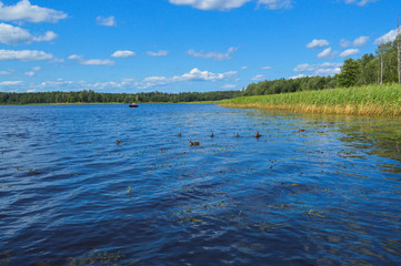 High aquatic green natural beautiful plants bushes grass reeds against the backdrop of the river bank and blue sky