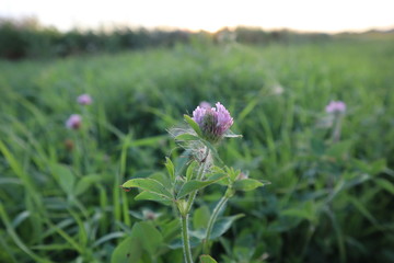 purple flowers in a field