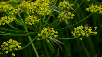 Small bees pollinating yellow flower