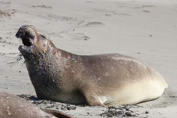 Fototapeta premium Elephant seal