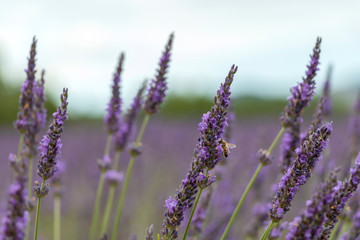 Close-up of purple lavender flowers with bee, sustainable agriculture fields in Provence, France