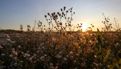 Garden in the sunset