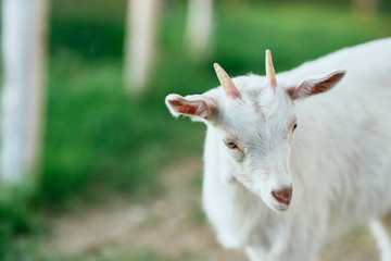 white goat on the meadow