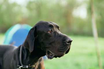 black labrador dog