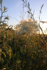 Garden in the sunset