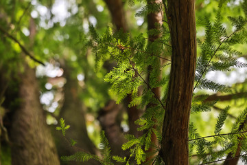 forestscape summer background hdr